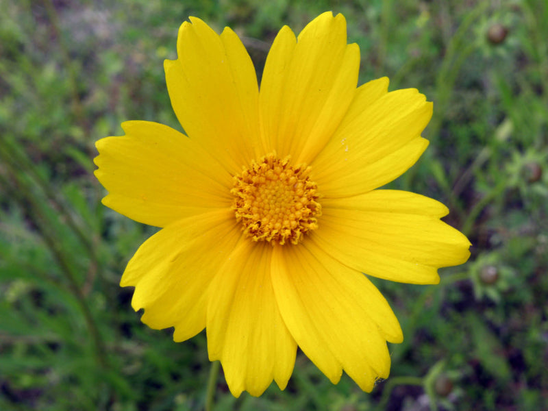 Yellow Coreopsis Lanceolata Flower Seeds for Planting – Heirloom Non-GMO Garden Seeds