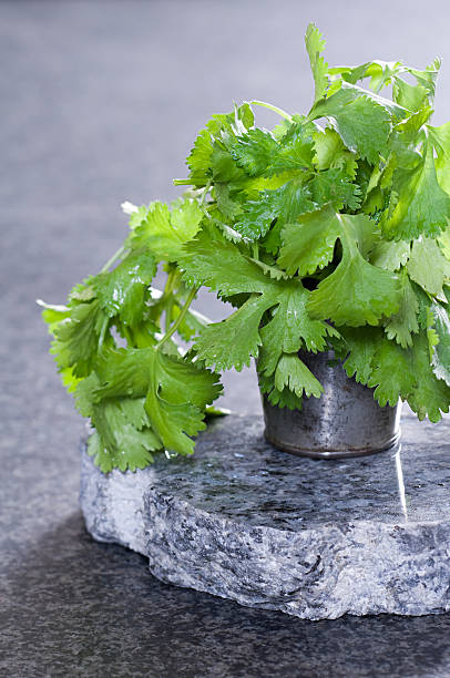 Light Green Coriander Seeds for Planting with Fresh Green Herb Foliage