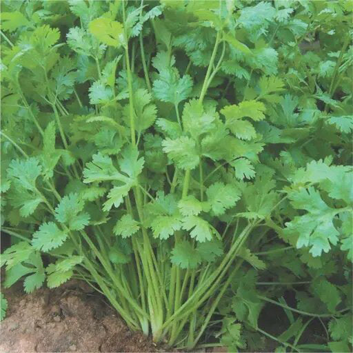 Coriander vegetable seeds for planting with fresh green cilantro foliage and aromatic seed heads