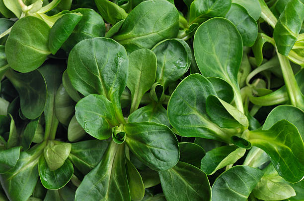 Corn salad vegetable plants growing with tender green lamb’s lettuce leaves in a home vegetable garden, suitable for fresh salads and cool-season harvesting.