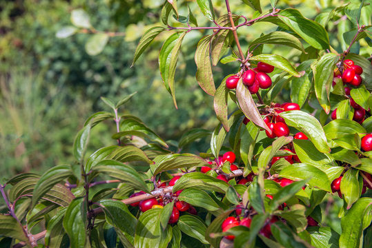 Cornelian Cherry Dogwood Seeds for Planting – Heirloom Non-GMO Garden Seeds
