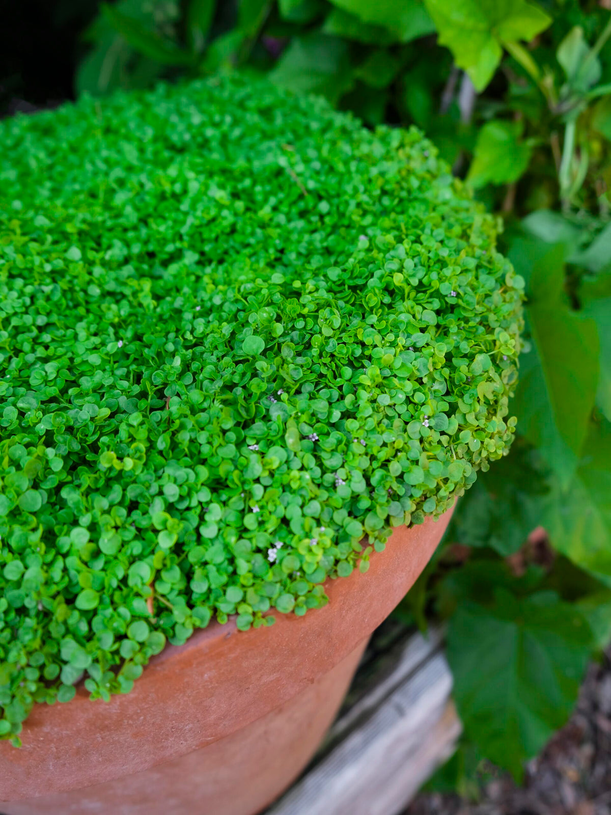 Corsican Mini Mint plants growing as fragrant green ground cover with tiny leaves and delicate purple flowers