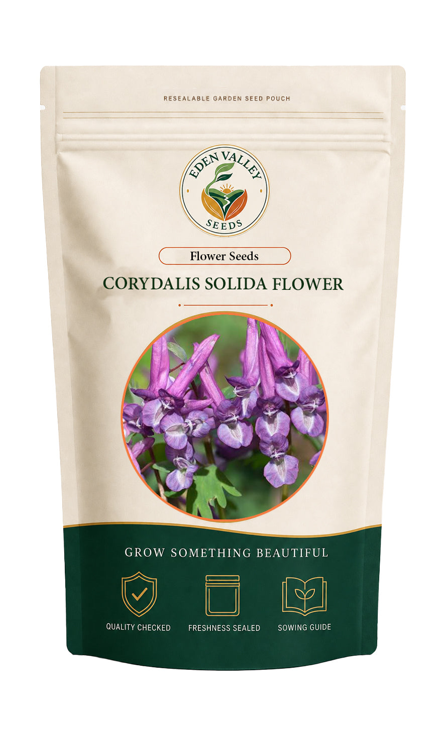 Corydalis Solida flowering plant in a garden