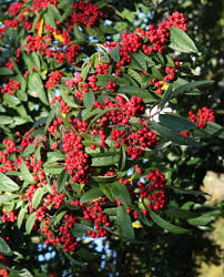 Cotoneaster Shrub Growing in Landscape Garden