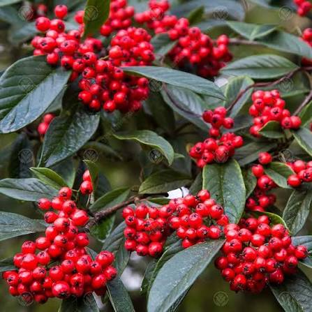 Cotoneaster Shrub Growing in Landscape Garden