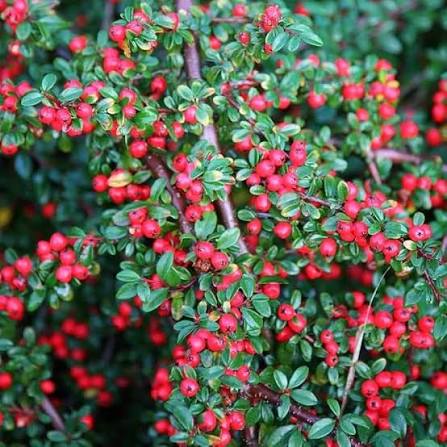 Cotoneaster Shrub Growing in Landscape Garden