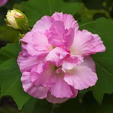 Cotton Rose Hibiscus flower seeds for planting ornamental flowering shrubs in home gardens