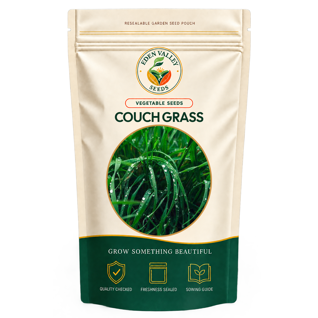 Couch Grass Seeds for Planting with fine green grass blades