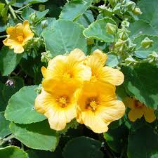 Country Mallow flower seeds