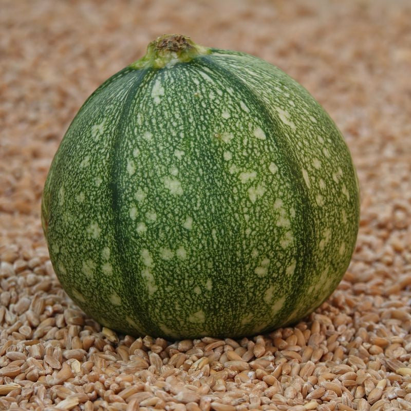 Ronde de Nice Zucchini Seeds