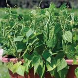 Cowpea seeds for planting with cream-colored black-eyed pea seeds and growing plants