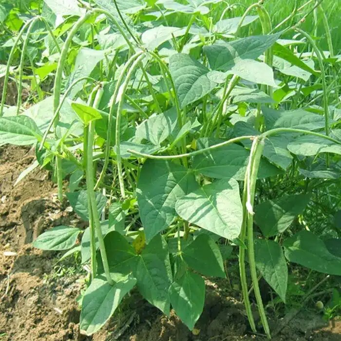 Cowpea Seeds for Planting – Heirloom Black-Eyed Pea Garden Seeds