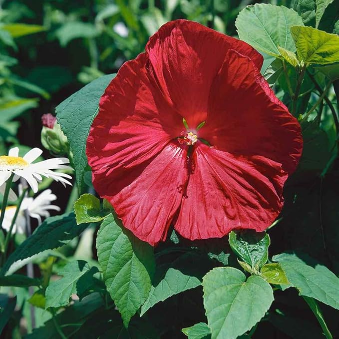 Cranberry Hibiscus flower seeds