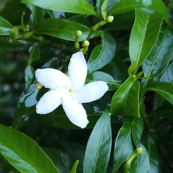 Tabernaemontana flower seeds