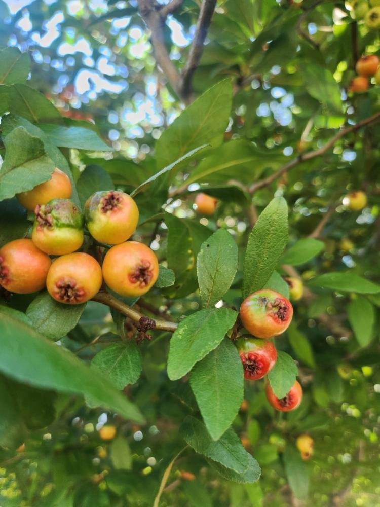 Red Crataegus Opaca Fruit Seeds for Planting – Heirloom Non-GMO Garden Seeds