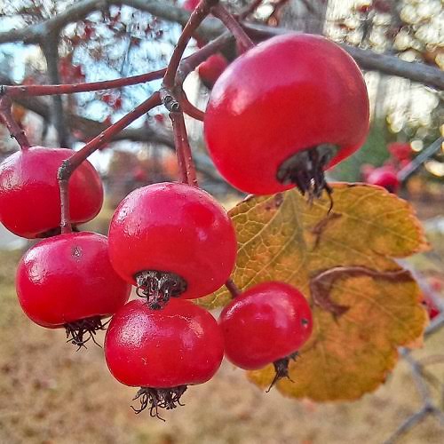 Chinese Hawthorn Fruit Seeds for Planting featuring Crataegus pinnatifida tree branches with clusters of bright red edible fruits and green lobed leaves