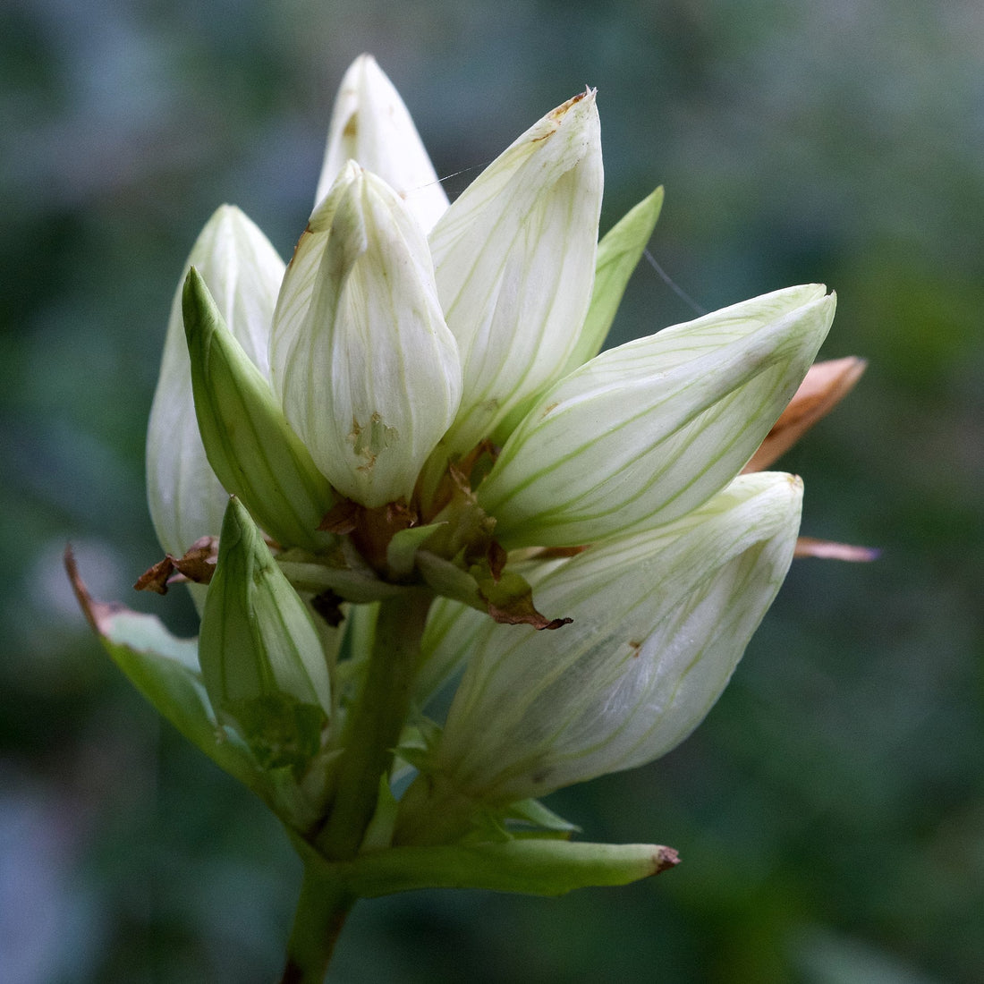 Cream Gentiana flower seeds