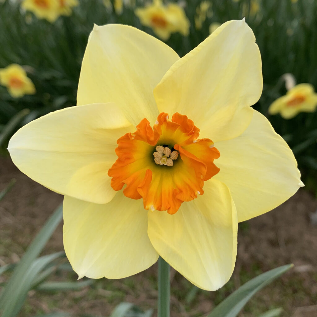 Cream Orange flower seeds