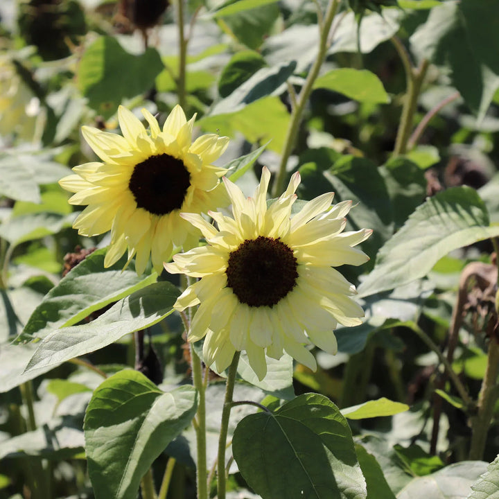 Cream Sunflower flower seeds