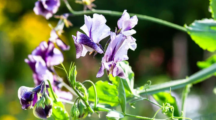 Cream Sweet flower seeds