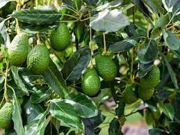 Creamy Avocado Fruit Seeds for Planting – Heirloom Non-GMO Garden Seeds
