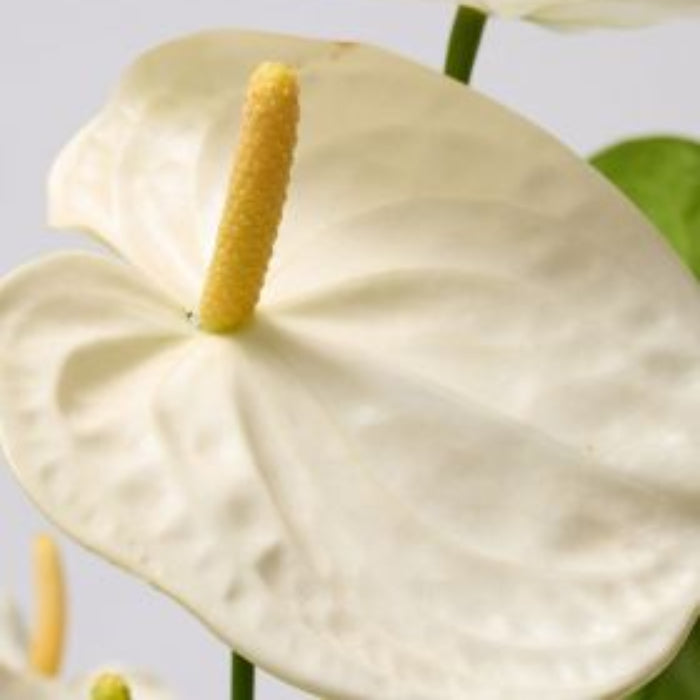 Creem anthurium plant