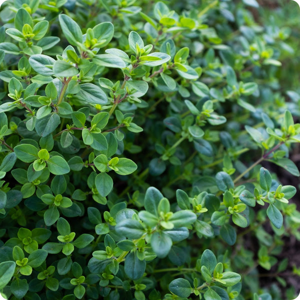 Creeping Thyme Herb Seeds for Planting – Heirloom Non-GMO Garden Seeds