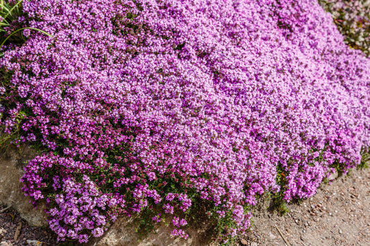 Walk On Me Creeping Thyme Herb Seeds for Planting – Heirloom Non-GMO Garden Seeds