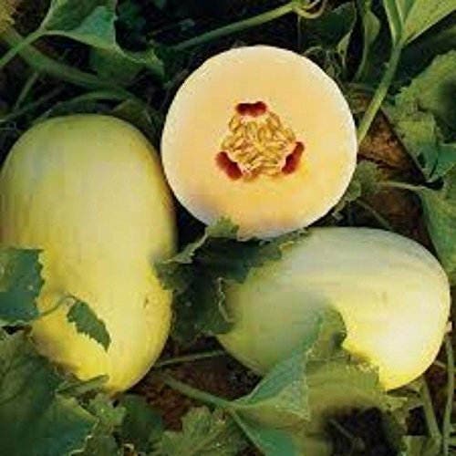 crenshaw melon seeds