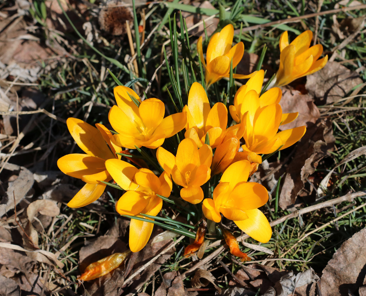 Crocus sativus saffron crocus with lilac flowers growing in a garden