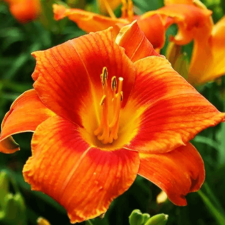 Rare Hybrid Daylily plant