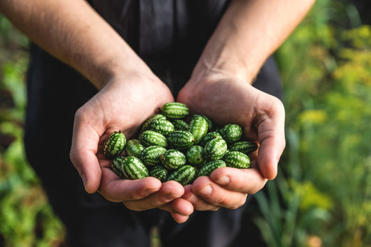 Cucamelon Fruit Seeds for Planting – Heirloom Non-GMO Garden Seeds