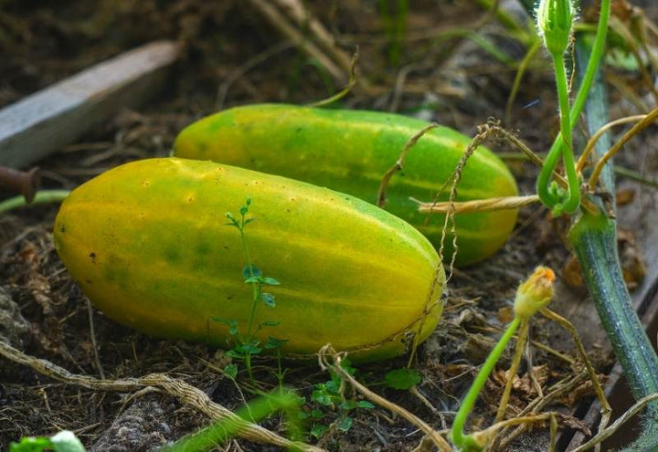 Yellow Green Cucumber Seeds