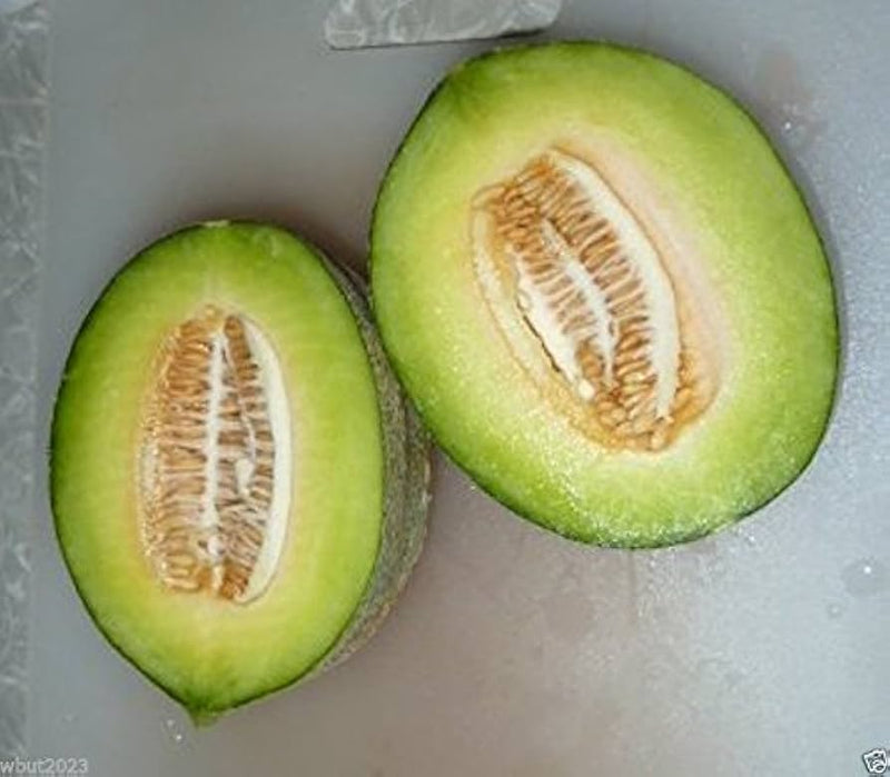 Toadskin Melon Fruit Seeds for Planting – Heirloom Non-GMO Garden Seeds