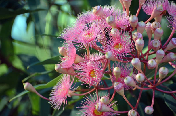 Ficifolia flower growing with yellow blooms and distinctive leaves in a sunny garden