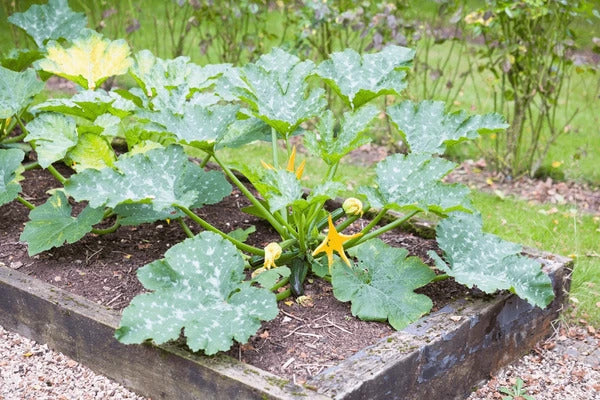 Finger Squash Vegetable Seeds for Planting – Heirloom Non-GMO Garden Seeds