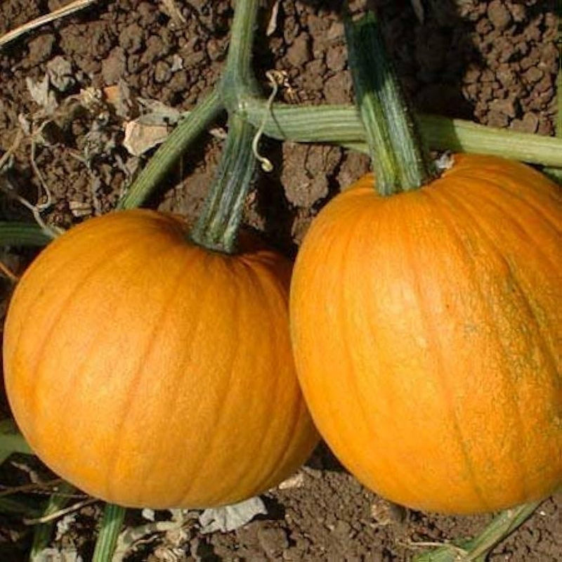 Mooregold Pumpkin Vegetable Seeds for Planting – Heirloom Non-GMO Garden Seeds