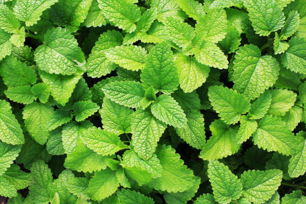 Mint herb seeds for planting with fresh green mint foliage in a home herb garden