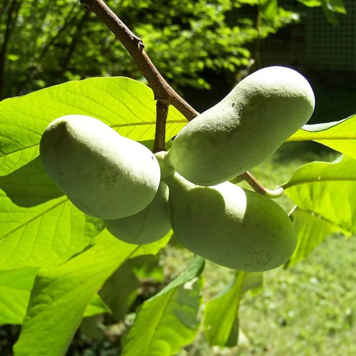 Cultivated Improved Pawpaw plant