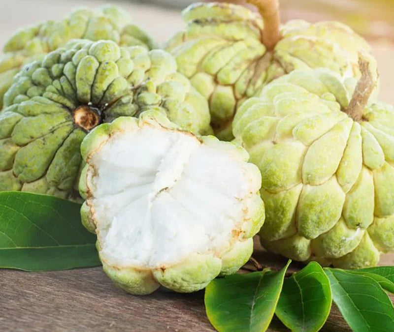 Custard Apple Fruit Seeds for Planting – Heirloom Non-GMO Garden Seeds