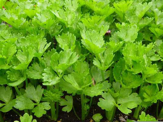 Cutting Leaf Celery Herb Seeds for Planting – Heirloom Non-GMO Garden Seeds