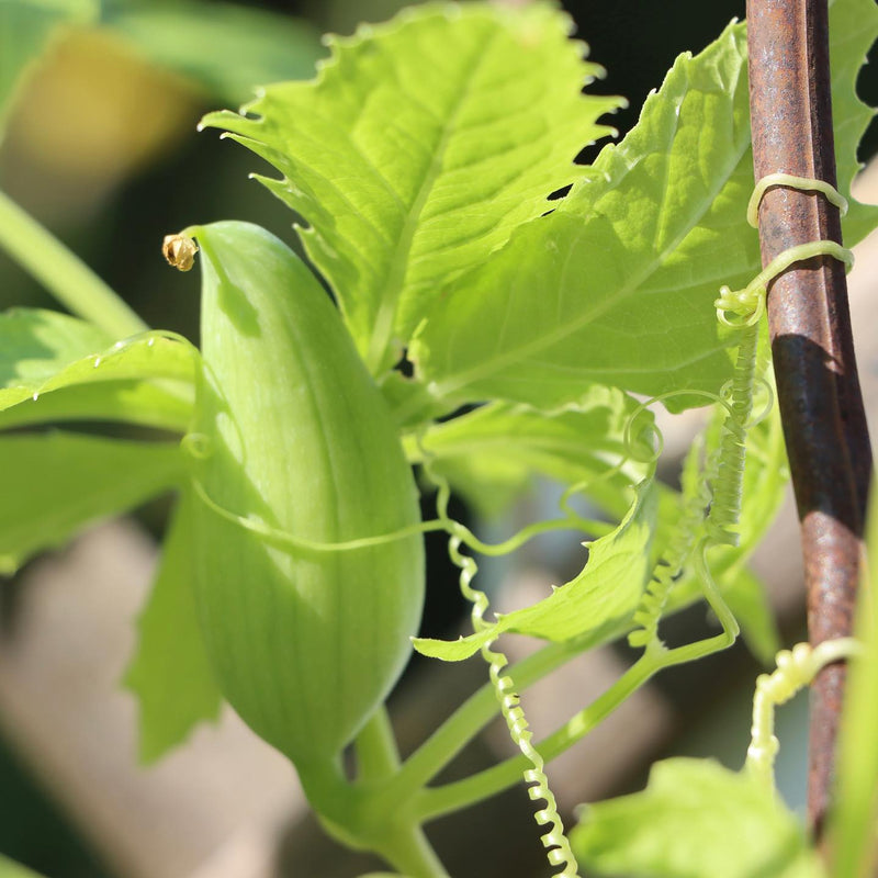 Cyclanthera Seeds for Planting – Heirloom Non-GMO Garden Seeds