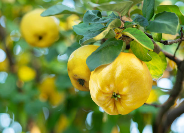 Yellow Quince Fruit Seeds for Planting – Heirloom Non-GMO Garden Seeds
