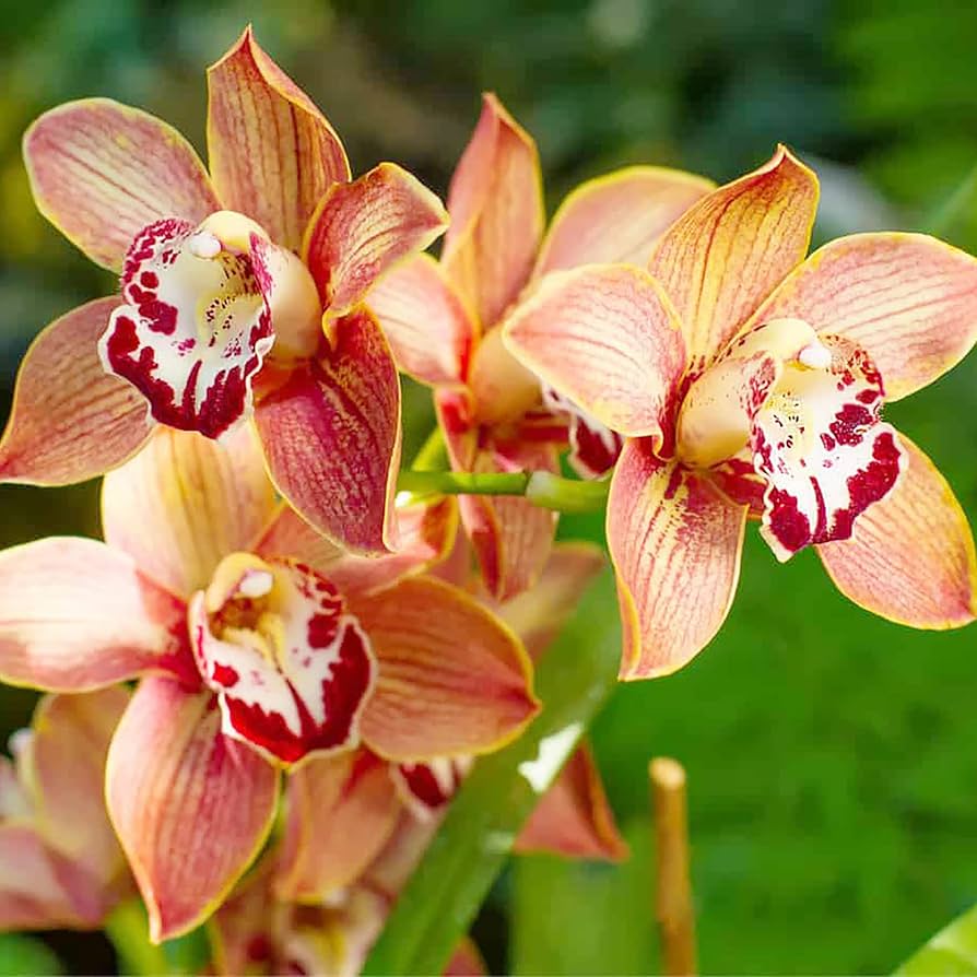 Cymbidium Maxillaria flower seeds