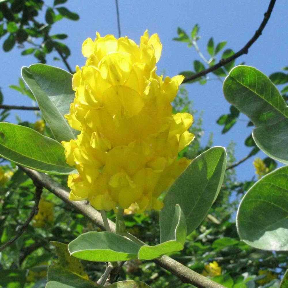 Cytisus Battandieri flower seeds