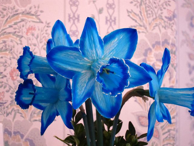 Blue Narcissus flower seeds