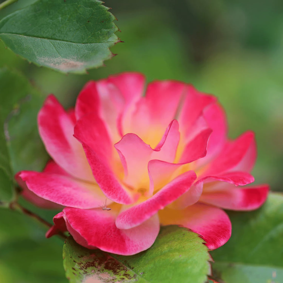 Pink Balsamine flower seeds