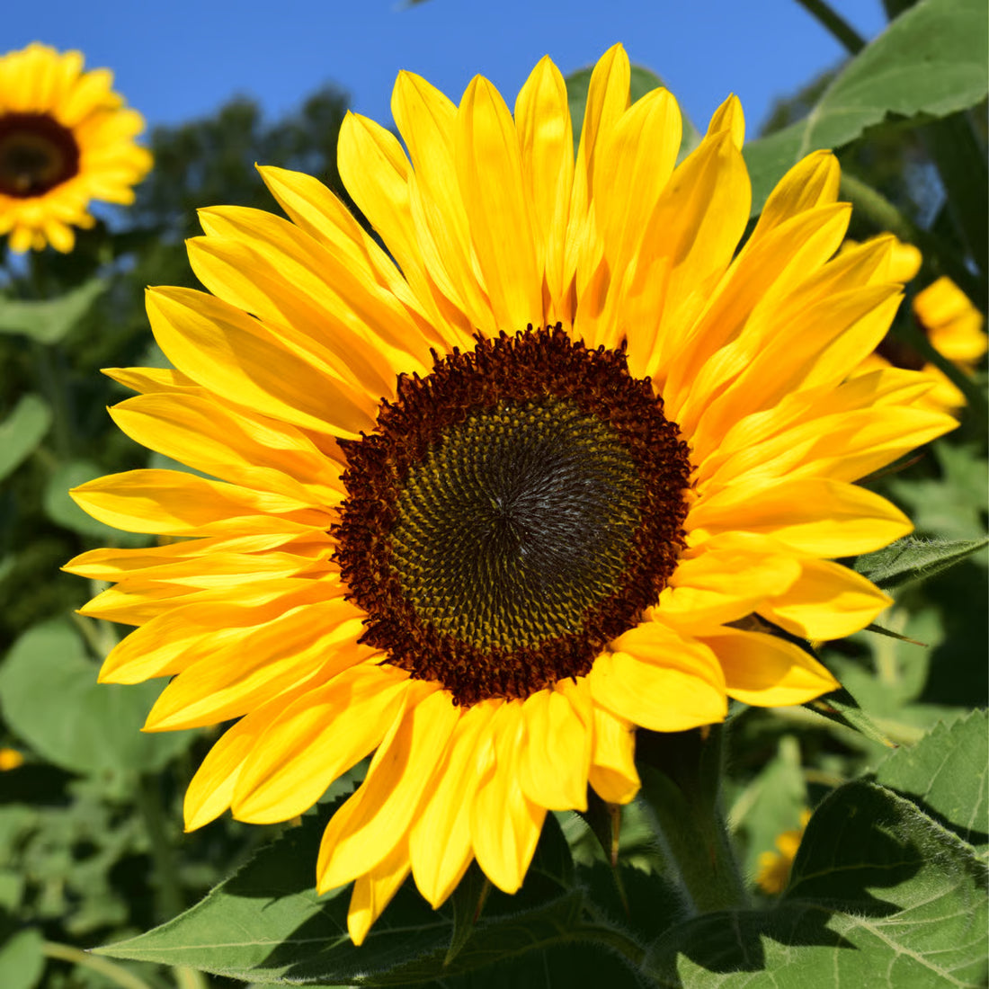 Miniature Sunflower flower seeds