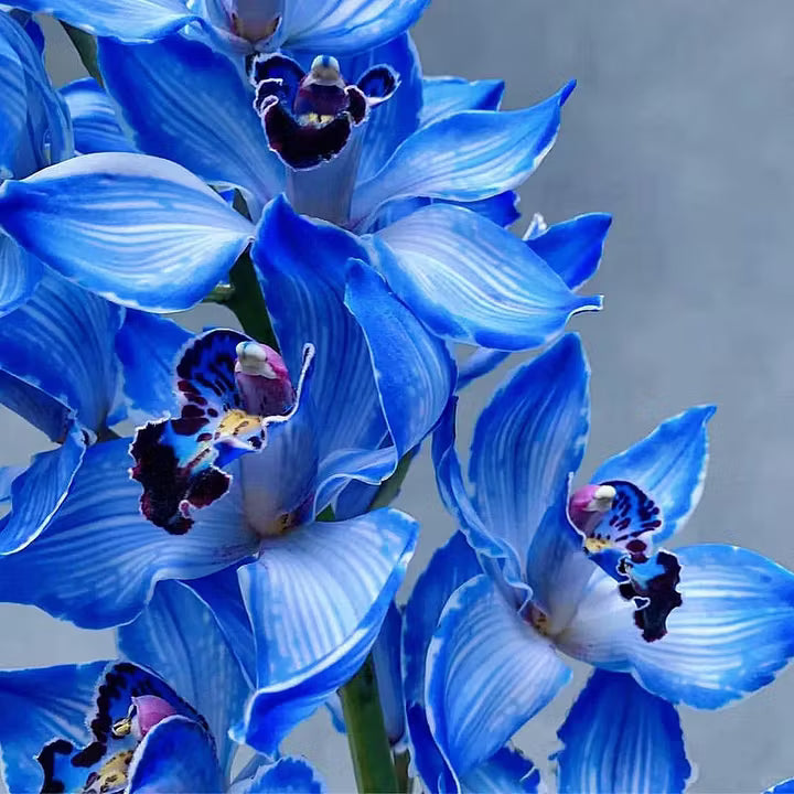 Blue Cymbidium Orchid Flower Seeds for Planting – Heirloom Non-GMO Garden Seeds
