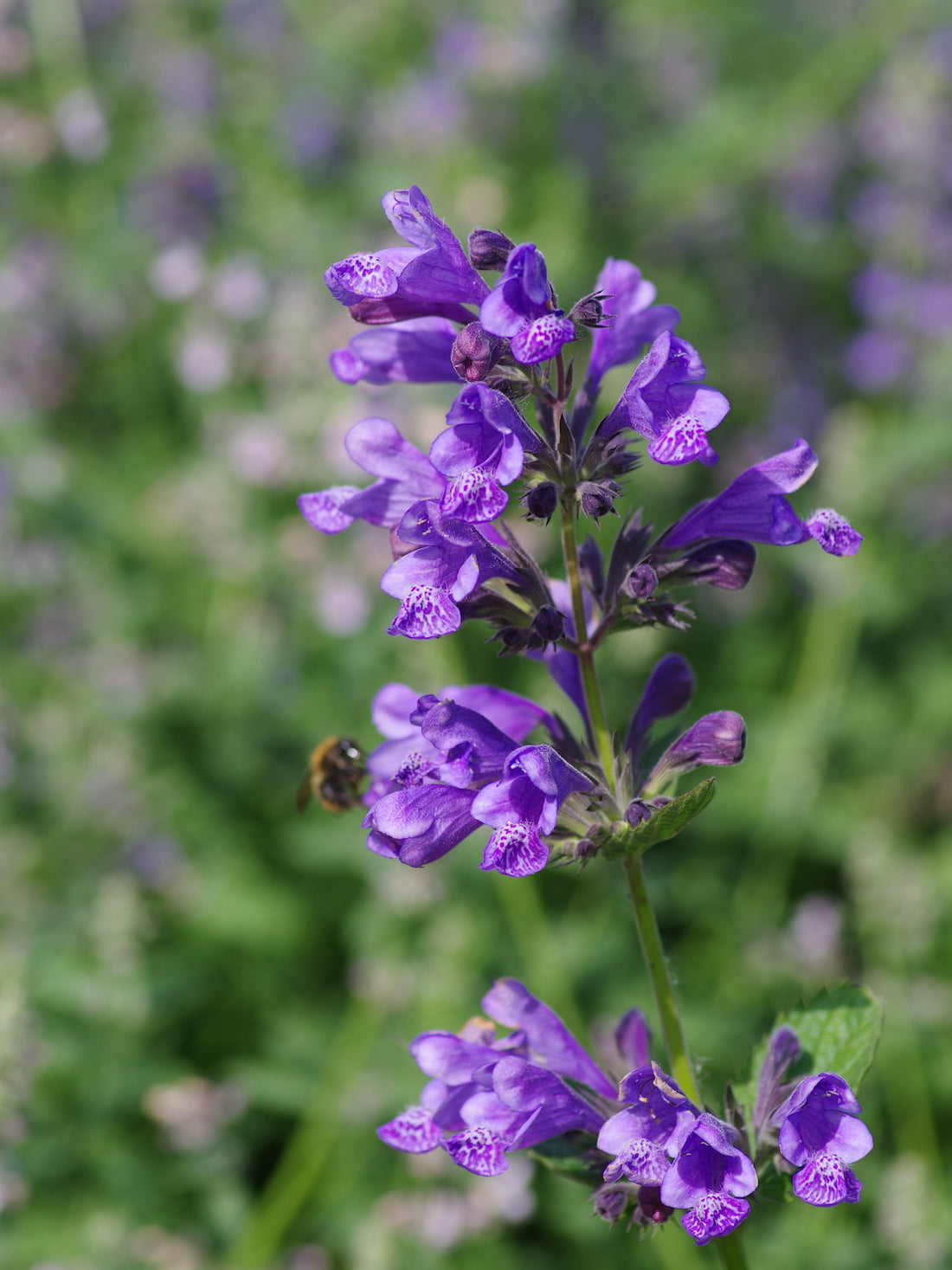 Nepeta flower seeds
